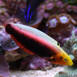 Halichoeres iridis : 4-8 cm