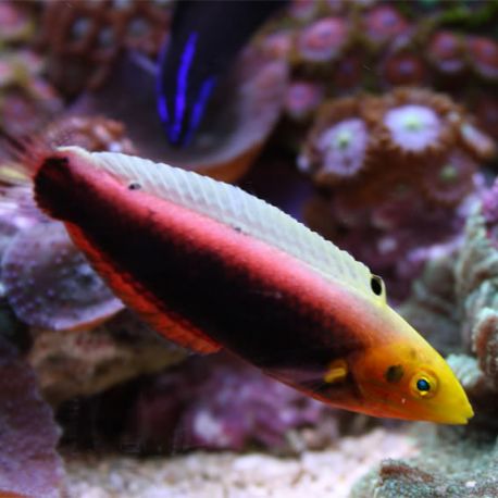 Halichoeres iridis : 6-9 cm