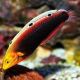 Halichoeres iridis : 6-9 cm  59,50 €