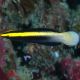 Labroides bicolor : 3 à 4 cm  37,50 €