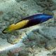 Labroides bicolor : 3 à 4 cm  37,50 €
