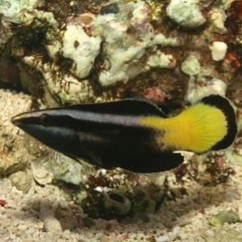 Labroides bicolor : 6 à 8 cm  