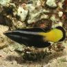 Labroides bicolor : 6 à 8 cm  