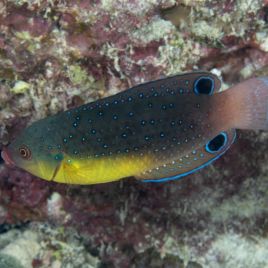 Anampses twistii  6-8 cm 