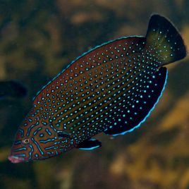 Anampses caeruleopunctatus 6-8 cm 49,50 €