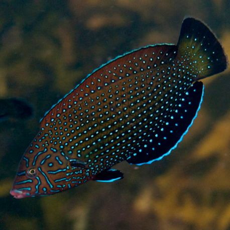 Anampses caeruleopunctatus 6-8 cm 49,50 €