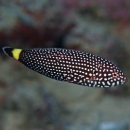 Anampses lineatus 5-8 cm