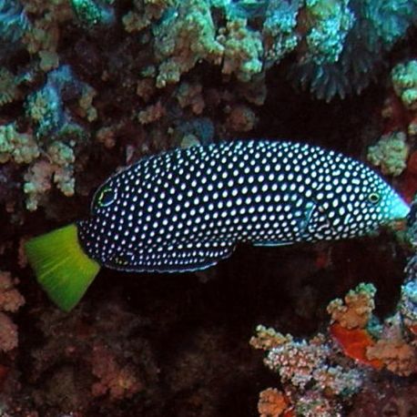 Anampses meleagrides 4-6 cm