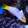 Halichoeres hortulanus : 4 à 6 cm