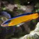 Pseudochromis Aldabraensis d'élevage 4-6cm 43,00 €