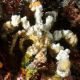 Camposcia Retusa (crabe décorateur) 5-8 cm 24,90 €