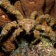 Camposcia Retusa (crabe décorateur) 5-8 cm 24,90 €