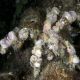 Camposcia Retusa (crabe décorateur) 5-8 cm 24,90 €