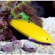 Halichoeres chrysus : 3 à 4 cm  