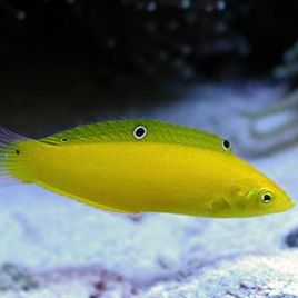 Halichoeres chrysus : 3 à 4 cm  