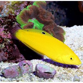 Halichoeres chrysus : 4 à 6 cm