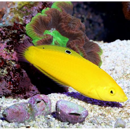 Halichoeres chrysus : 4 à 6 cm