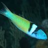 Thalassoma bifasciatum mâle