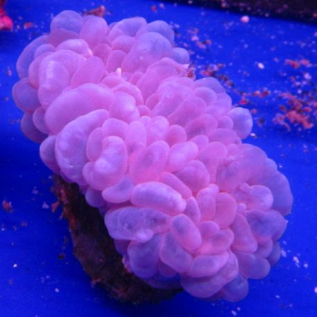 Plerogyra Sinuosa beige 10-15 cm