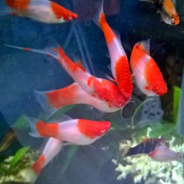 Xipho Xiphophorus helleri Koï Kohaku 