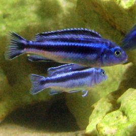 Melanochromis Maingano - cyaneorhabdos 4-5 cm le lot de 2 14,50 €
