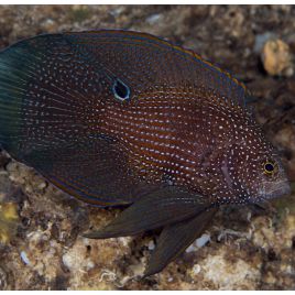 Calloplesiops argus 5-7 cm