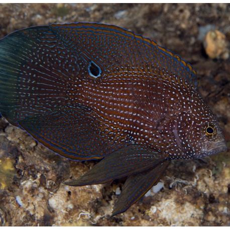 Calloplesiops argus 5-7 cm