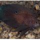 Calloplesiops argus 10-12 cm