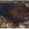 Calloplesiops argus 10-12 cm