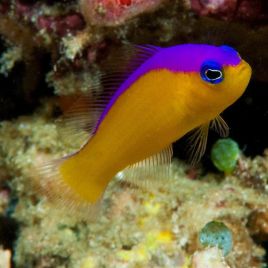 Pictichromis diadema - Pseudochromis diadema : 3 à 5 cm  