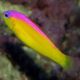 Pictichromis diadema - Pseudochromis diadema : 3 à 5 cm  