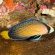 Manonichthys splendens 5-7 cm  