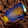 Manonichthys splendens 5-7 cm  