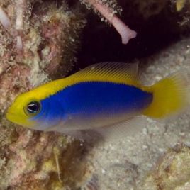 Pseudochromis Flavivertex : 3 à 4 cm  