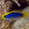Pseudochromis Flavivertex : 3 à 4 cm