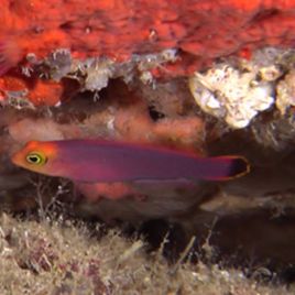 Pseudochromis elongatus 2-4 cm
