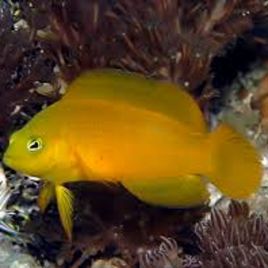 Pseudochromis aureus - Fuscus : 6-7 cm  