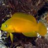 Pseudochromis aureus - Fuscus : 6-7 cm