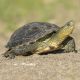 Tortue Mauremys (Ocadia) Sinensis 4-5 cm 16,50 €
