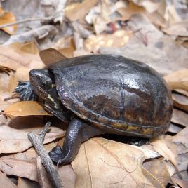 Sternoterus Odoratus 3-4 cm