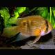 Cleithracara Maroni lot de 2 (3-4 cm) 12,50 €