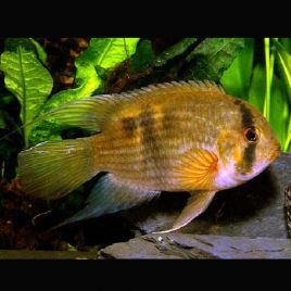 Cleithracara Maroni lot de 2 (3-4 cm) 12,50 €
