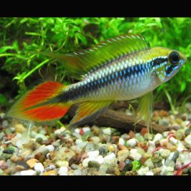 Apistogramma Agassizii Double Red 3-4 Cm le couple