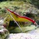 Lysmata amboinensis *- crevette nettoyeuse 4 à 6 cm (lot de 2)