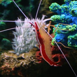 Lysmata amboinensis *- crevette nettoyeuse 2-3 cm