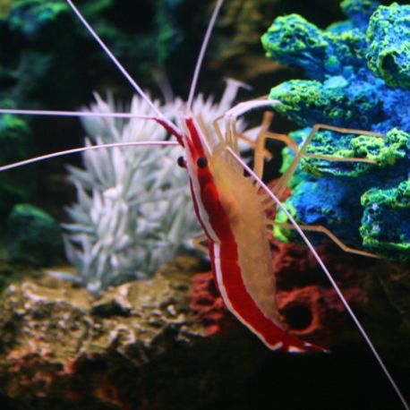 Lysmata amboinensis *- crevette nettoyeuse 2-3 cm