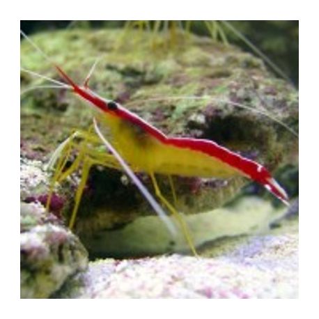 Lysmata amboinensis *- crevette nettoyeuse 3 à 4.5 cm 24,50 €