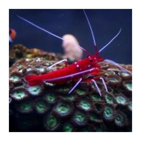Lysmata debelius *- crevette de feu 3-5cm