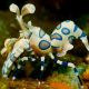 Hymenocera elegans - Crevette arlequin (le couple)