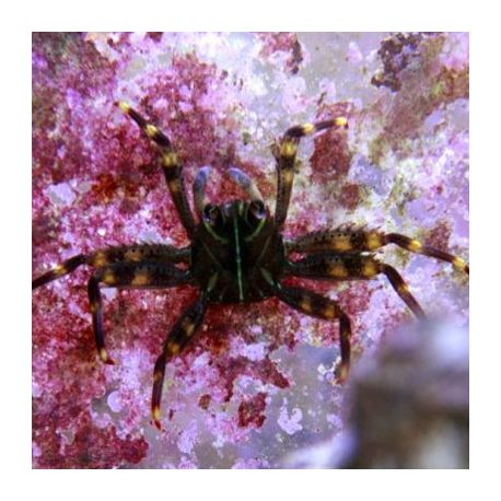 Percnon gibbesi (lot de 2) 